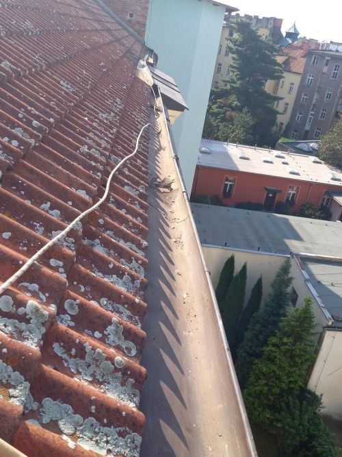 Čištění střešních žlabů Hradec Králové